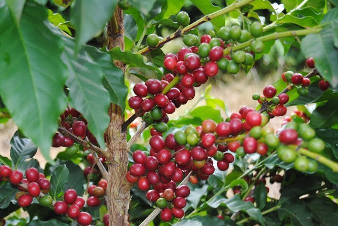 Coffee cherries on the branch
