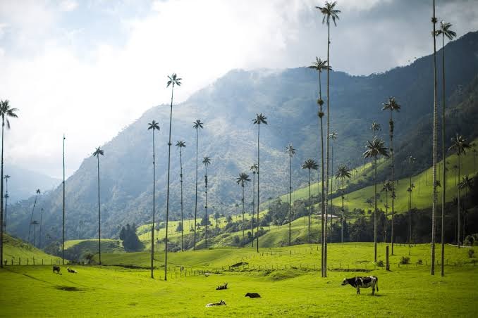 Colombian mountain coffee farm