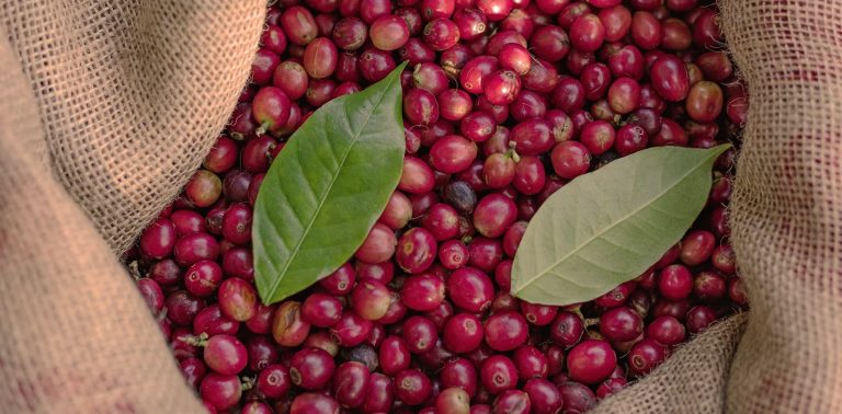 coffee bean origins
