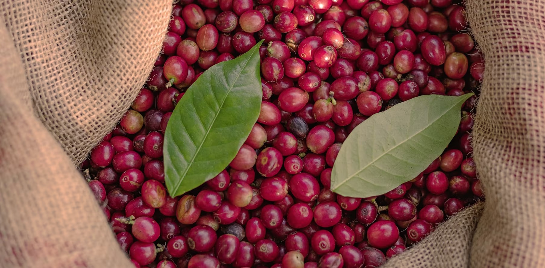 coffee bean origins