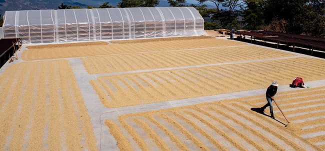 Coffee drying on raised beds under shade in Guatemala