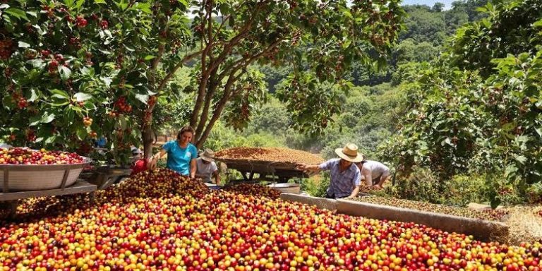 brazilian coffee farmers
