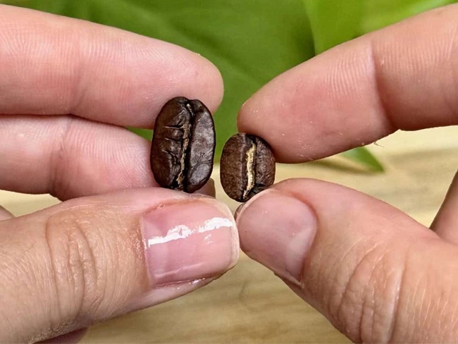 Maragogype elephant bean next to a standard coffee bean showing the size difference
